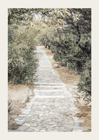 Fotografi av stenlagd gång omgiven av olivträd i varma toner-3