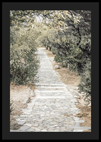 Photograph of paved walkway surrounded by olive trees in warm tones-4