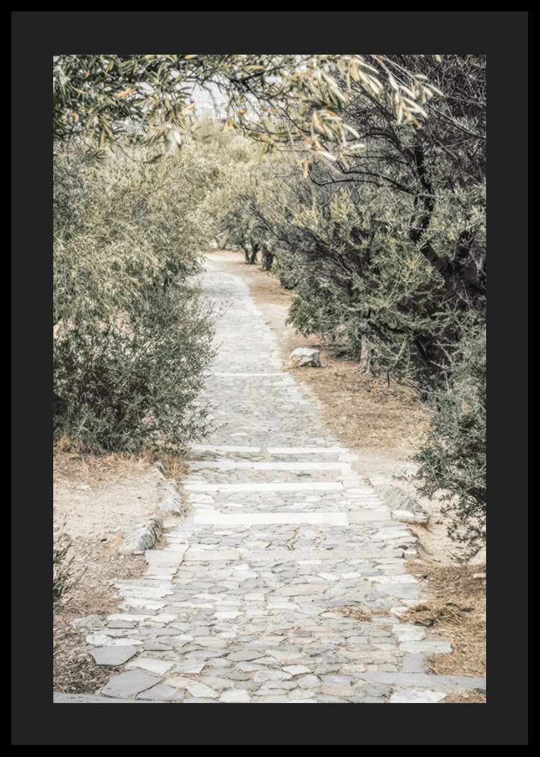 Photograph of paved walkway surrounded by olive trees in warm tones-12