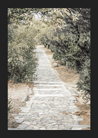 Photograph of paved walkway surrounded by olive trees in warm tones-5