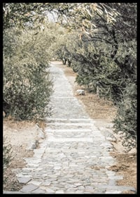 Photograph of paved walkway surrounded by olive trees in warm tones-6