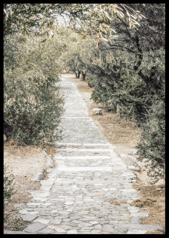 Photograph of paved walkway surrounded by olive trees in warm tones-12