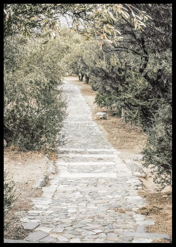 Olive Tree Garden-12
