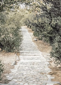 Photograph of paved walkway surrounded by olive trees in warm tones-7