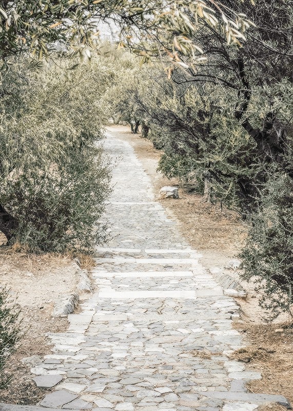 Photograph of paved walkway surrounded by olive trees in warm tones-12
