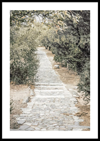 Photograph of paved walkway surrounded by olive trees in warm tones-0