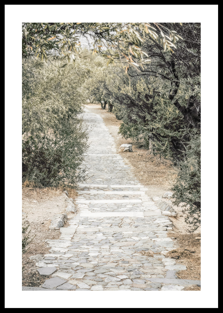 Photograph of paved walkway surrounded by olive trees in warm tones-12
