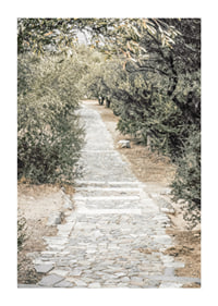 Photograph of paved walkway surrounded by olive trees in warm tones-1