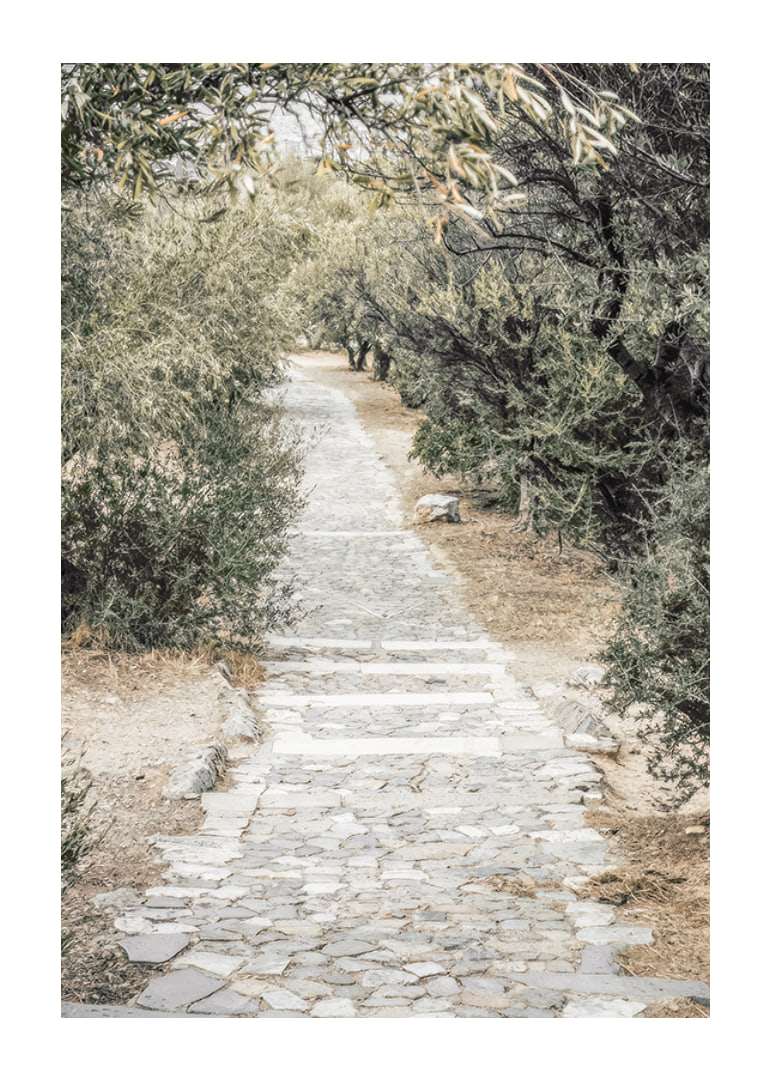 Photograph of paved walkway surrounded by olive trees in warm tones-12