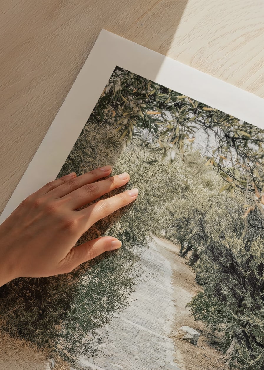 Photograph of paved walkway surrounded by olive trees in warm tones-12