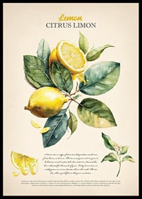Akvarellillustration av citroner och gröna blad på ljus botten-0