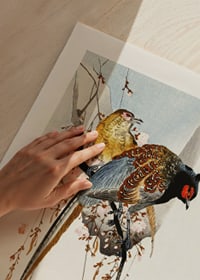 Traditional illustration of two pheasants among plum blossoms-3