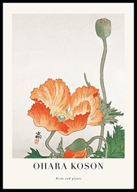 Illustration of orange poppy flower and seed pod by Ohara Koson-0