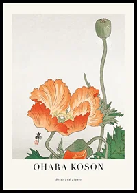 Illustration of orange poppy flower and seed pod by Ohara Koson-0