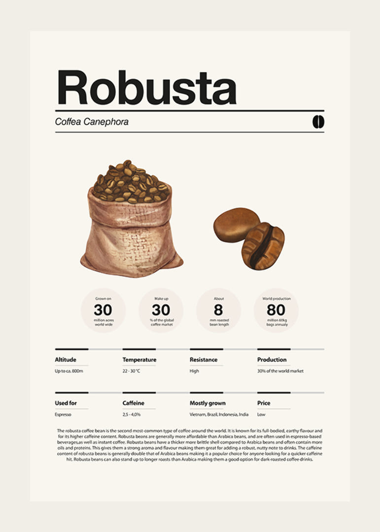 Kuvitettu kahvipussi ja robusta-papuja vaaleaa taustaa vasten-12