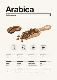 Arabica Coffee Beans-3
