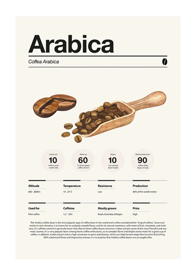 Illustrated arabica beans with wooden scoop on light background-12