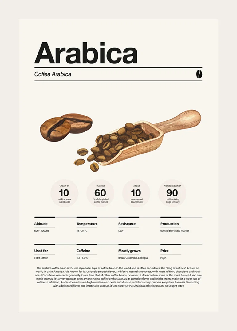 Illustrated arabica beans with wooden scoop on light background-12