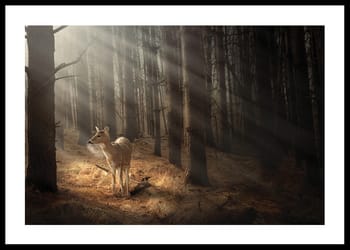 Poster Deer In Forest