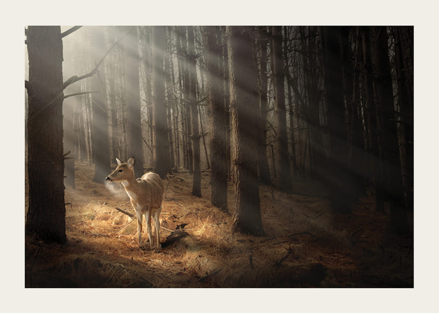 Veado na floresta com raios de sol através de troncos densos de árvores-12