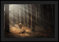 Veado na floresta com raios de sol através de troncos densos de árvores-4