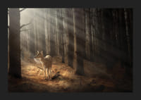 Veado na floresta com raios de sol através de troncos densos de árvores-5