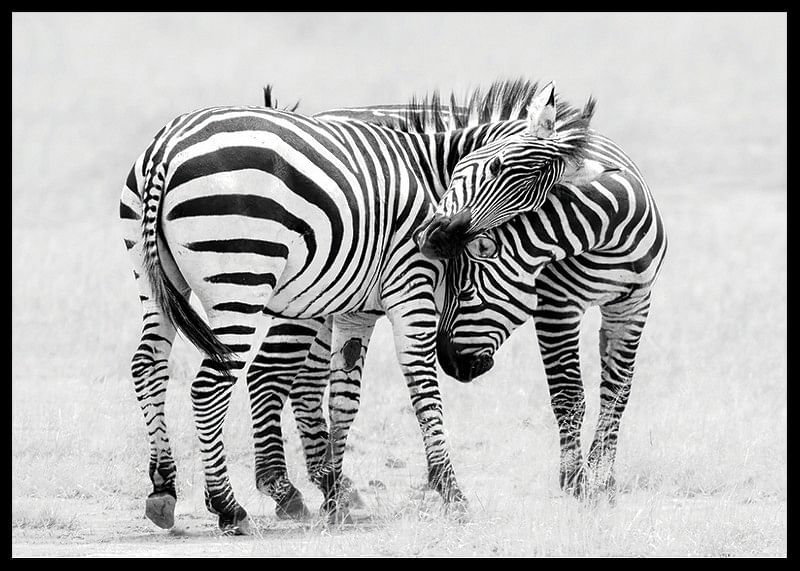 Zebras B&W-12