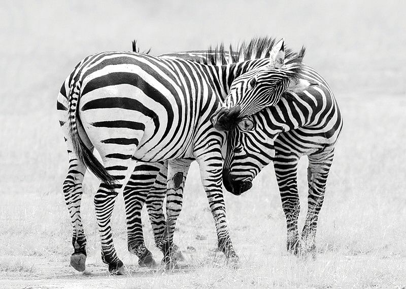 Zebras B&W-12