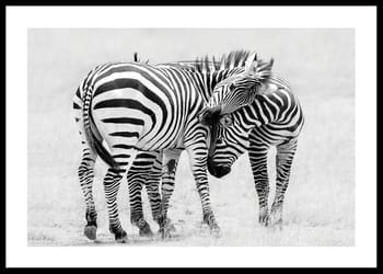 Poster Zebras B&W