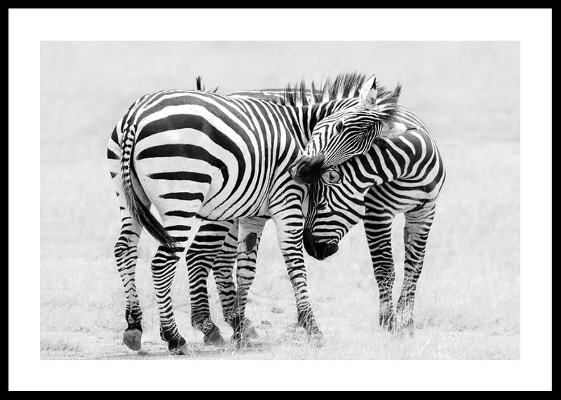 Zebras B&W-12