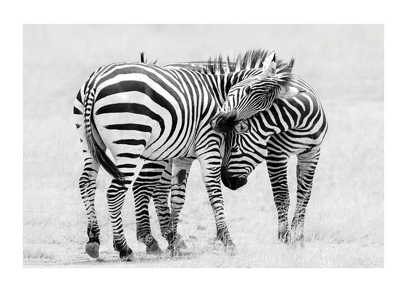 Zebras B&W-12