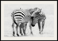 Fotografia in bianco e nero di due zebre nella savana in primo piano-2