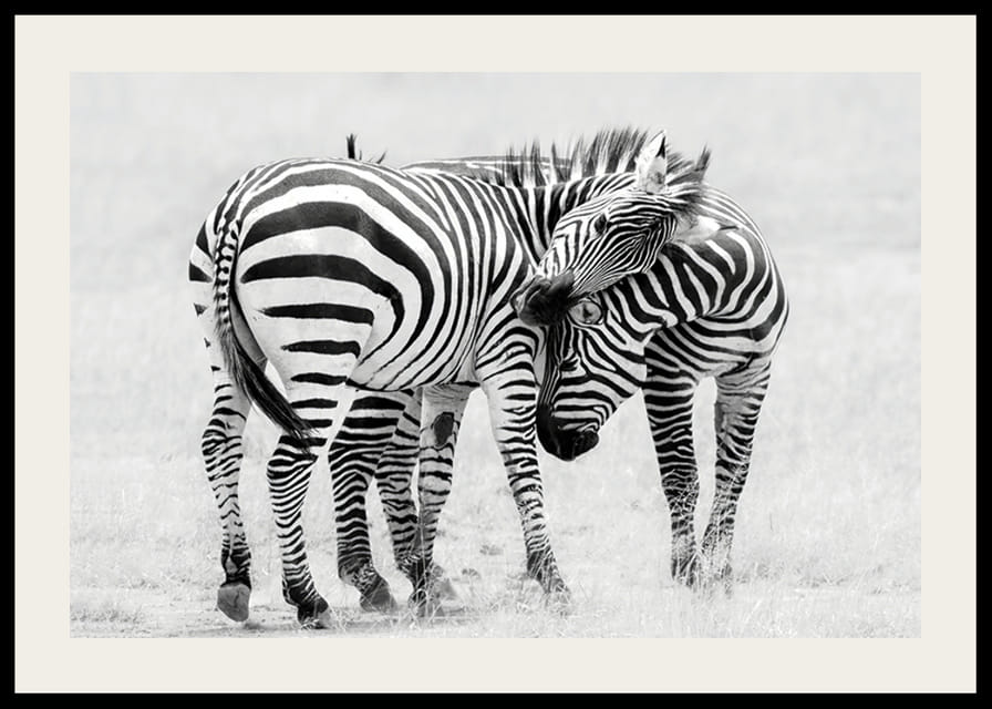 Fotografia in bianco e nero di due zebre nella savana in primo piano-12
