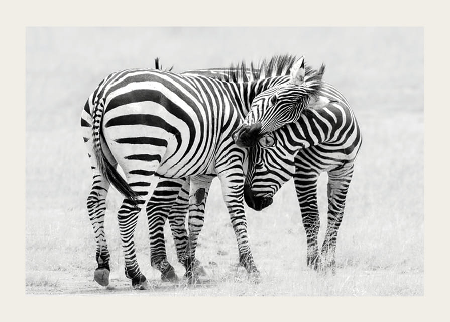 Fotografia in bianco e nero di due zebre nella savana in primo piano-12