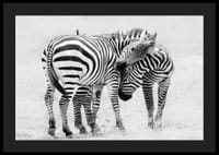 Fotografia in bianco e nero di due zebre nella savana in primo piano-4