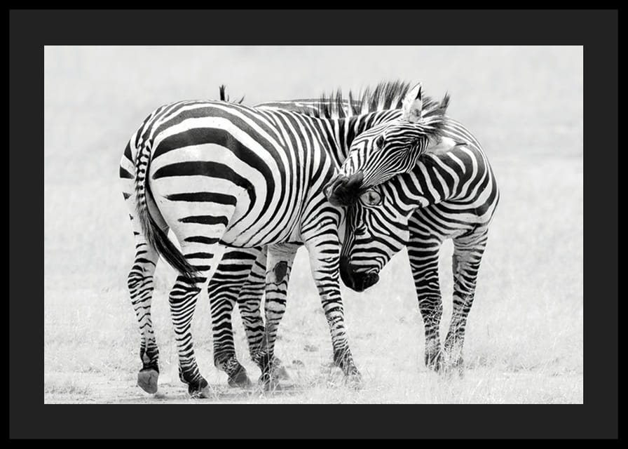 Fotografia in bianco e nero di due zebre nella savana in primo piano-12