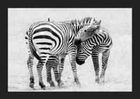 Fotografia in bianco e nero di due zebre nella savana in primo piano-5