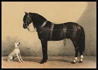Illustrated black horse with harness next to sitting white dog-6
