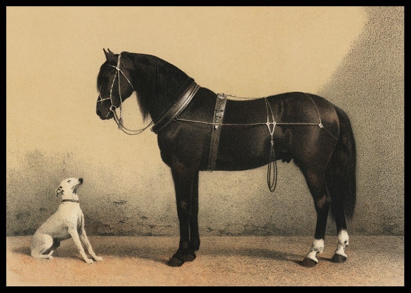 Illustrated black horse with harness next to sitting white dog-12