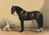 Illustrated black horse with harness next to sitting white dog-7
