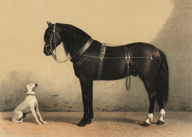Illustrated black horse with harness next to sitting white dog-12
