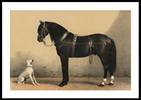 Illustrated black horse with harness next to sitting white dog-0