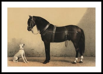 Poster Horse And Hound
