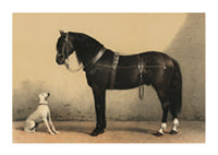 Illustrated black horse with harness next to sitting white dog-1