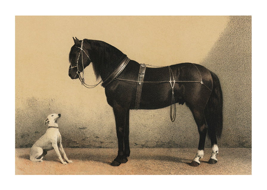 Illustrated black horse with harness next to sitting white dog-12