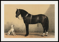 Illustrated black horse with harness next to sitting white dog-2