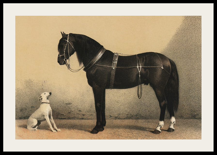 Illustrated black horse with harness next to sitting white dog-12