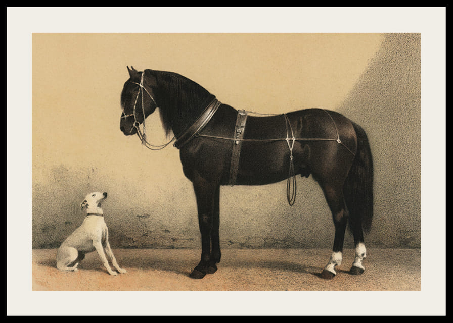 Illustreret sort hest med seletøj ved siden af ​​siddende hvid hund-12