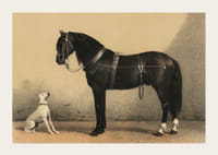 Illustreret sort hest med seletøj ved siden af ​​siddende hvid hund-3