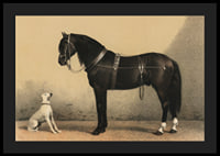 Illustrated black horse with harness next to sitting white dog-4